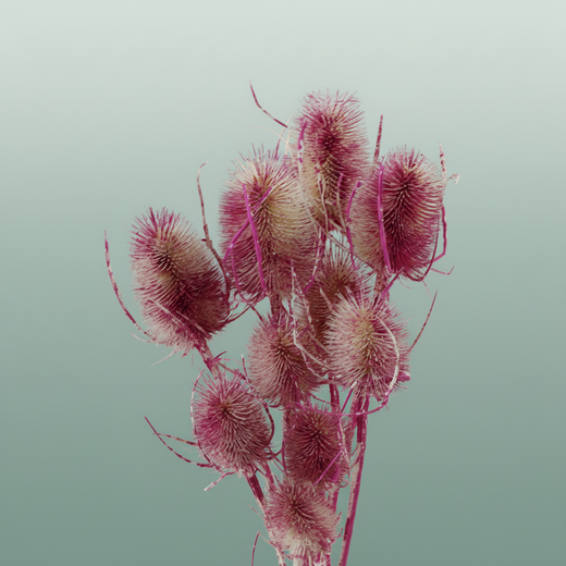 Dried Artz Cardistella Rafael