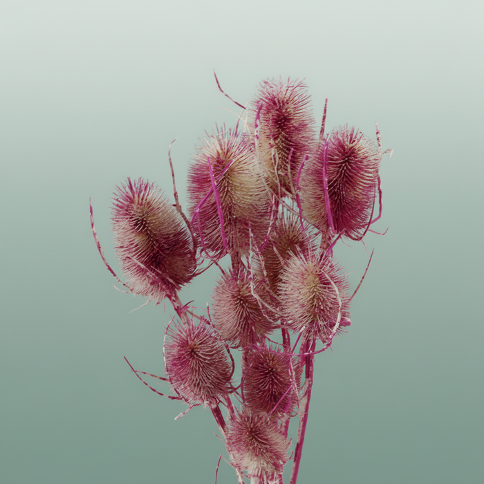 Dried Artz Cardistella Rafael