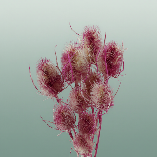 Dried Artz Cardistella Rafael