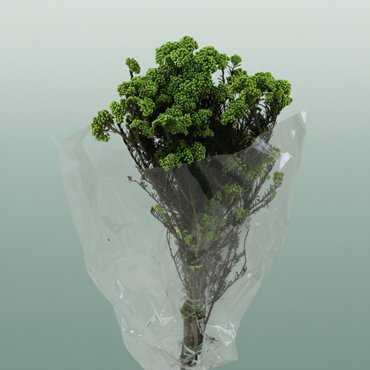 Dried Ozothamnus L Green