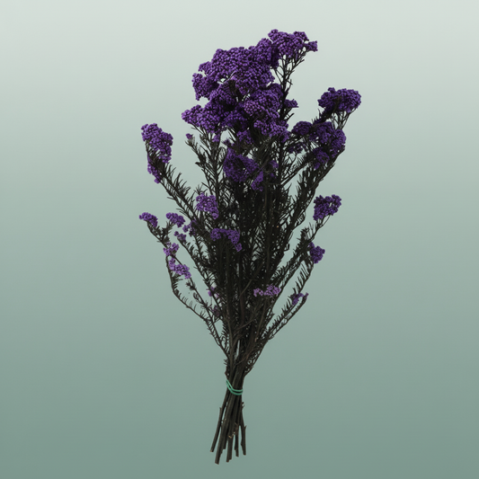 Dried Ozothamnus Lilac