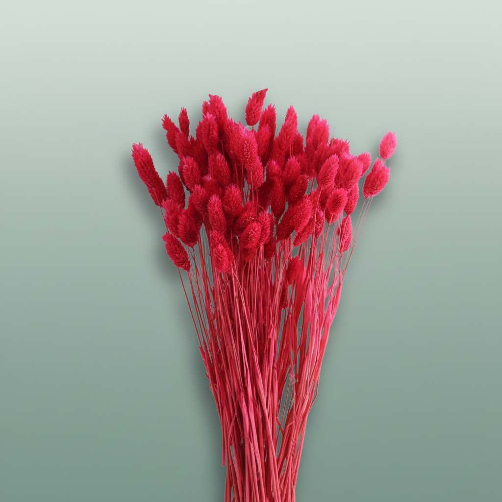 Dried Phalaris Cerise