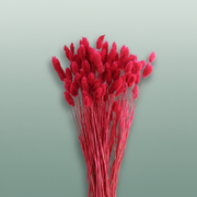 Dried Phalaris Cerise