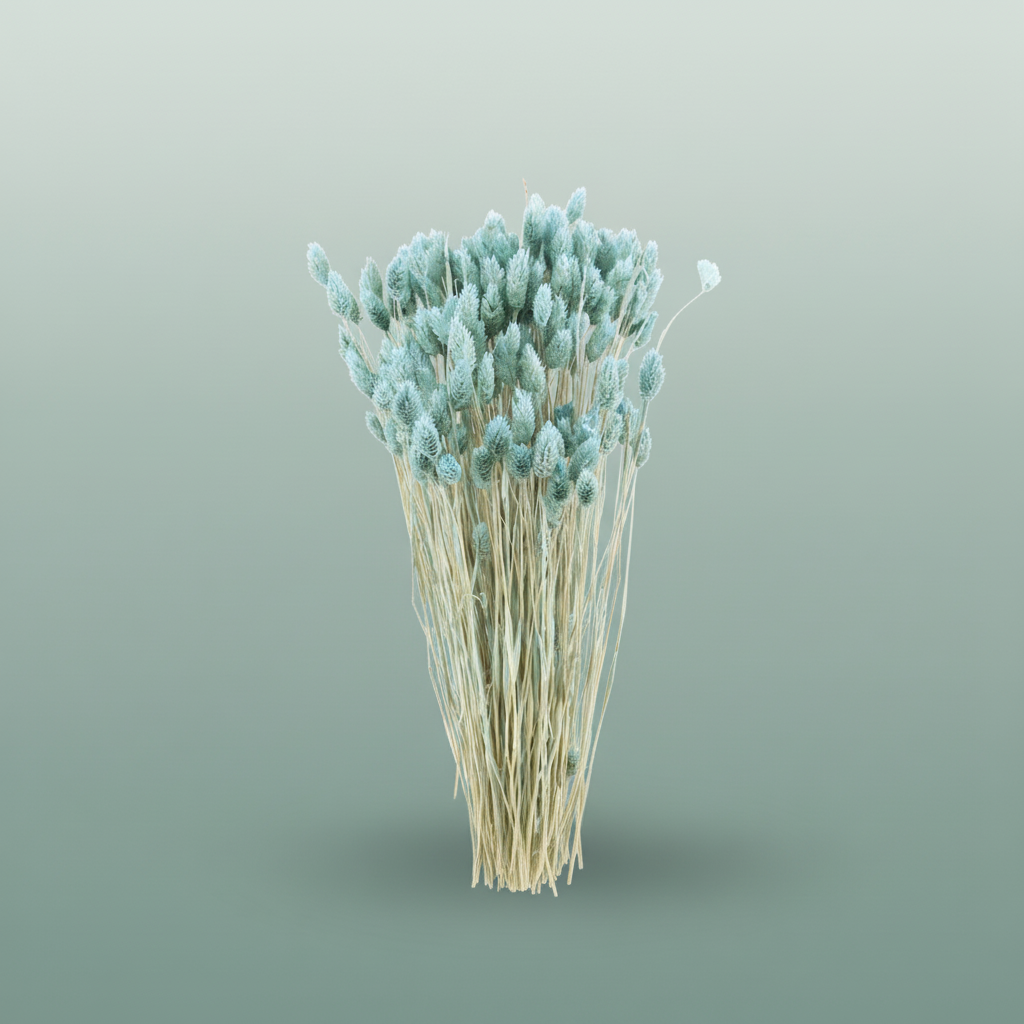 Dried Phalaris Frosted Licht Blauw