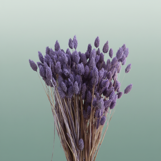 Dried Phalaris Frosted Milka