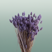 Dried Phalaris Frosted Milka