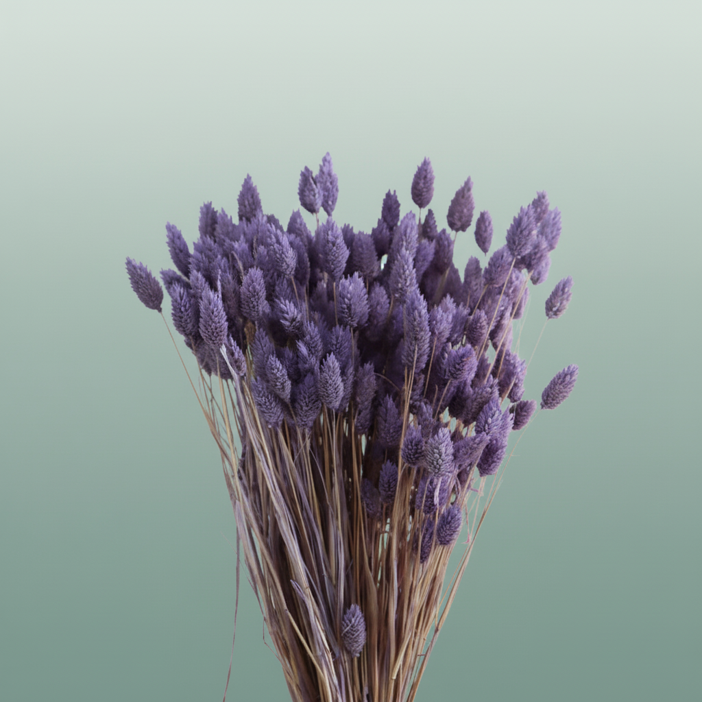 Dried Phalaris Frosted Milka