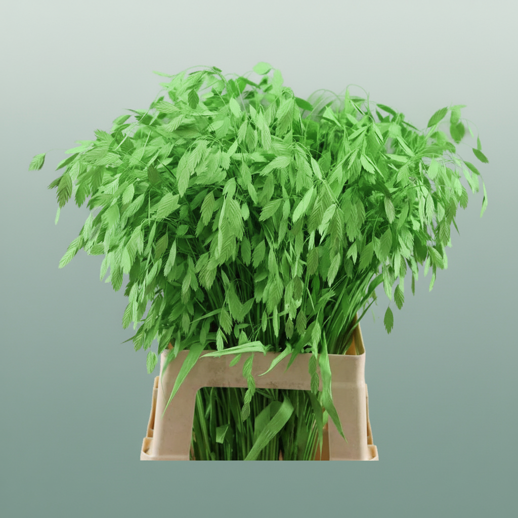 Dried Chasmantium Applegren