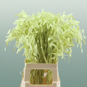 Dried Chasmantium Creme P Stem