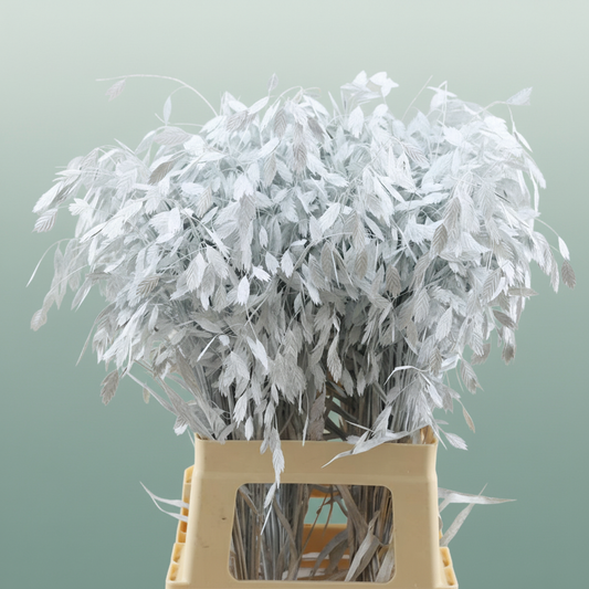 Dried Chasmantium White P Stem