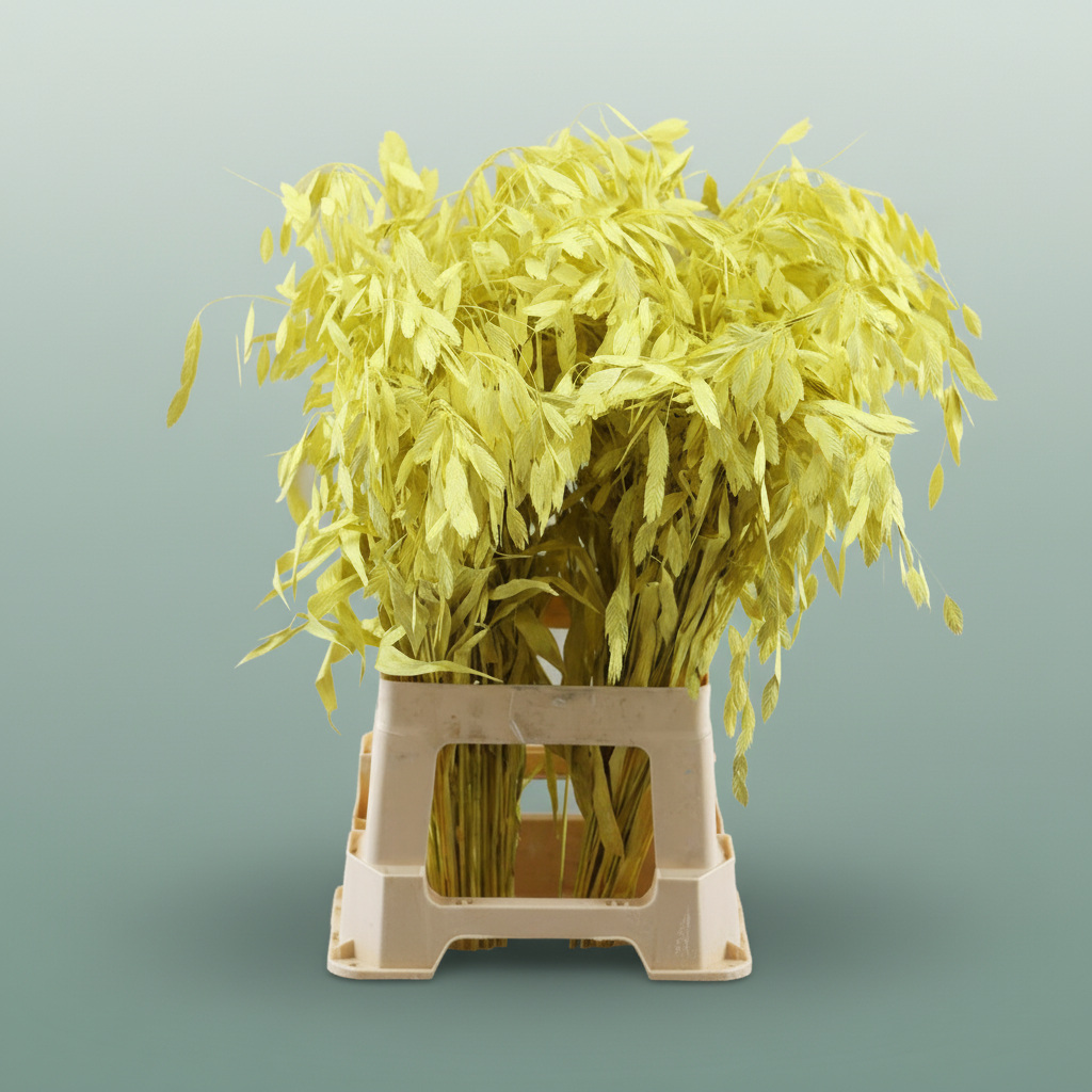 Dried Chasmantium Yellow P Stem