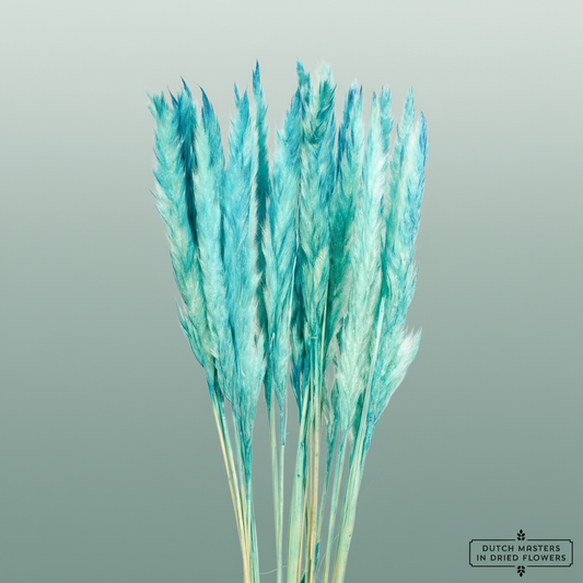 Dried Fluffy Pampas L. Blue