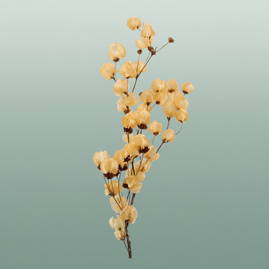 Dried Bougainvillea Salmon Bunch