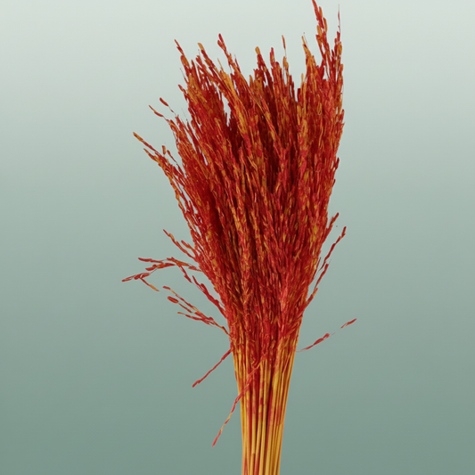 Dried Artz Rice Grass Picasso