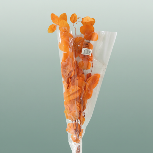 Pres Eucalyptus Populus Orange