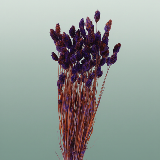 Dried Artz Phalaris Vermeer