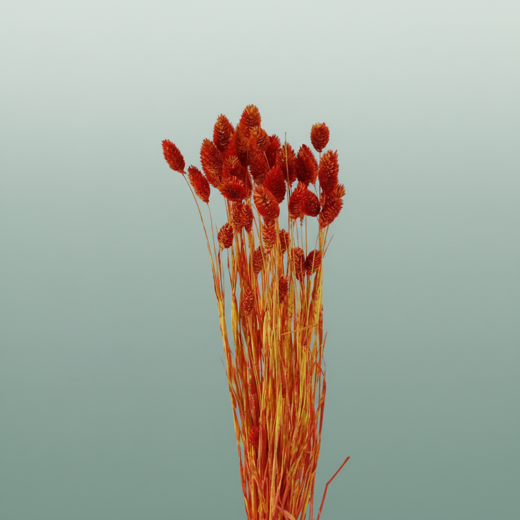 Dried Artz Phalaris Picasso