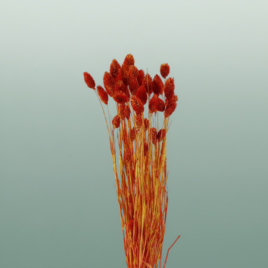 Dried Artz Phalaris Picasso