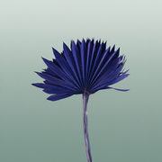 Dried Palm Sun Dark Blue