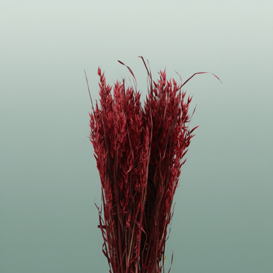 Dried Avena X5 Red