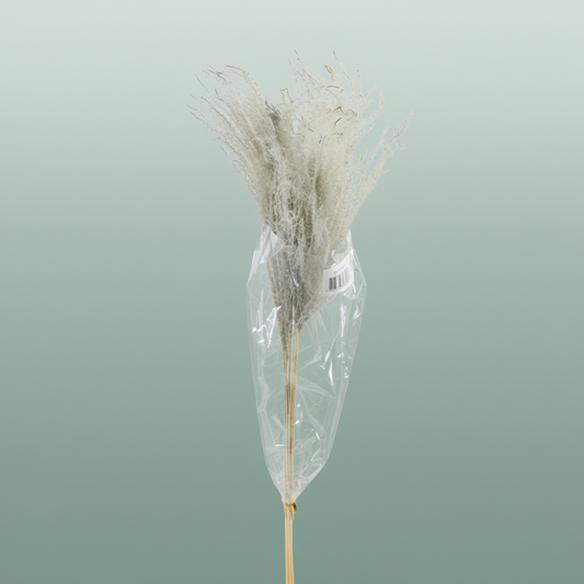Dried Stipha Feather Grey Large