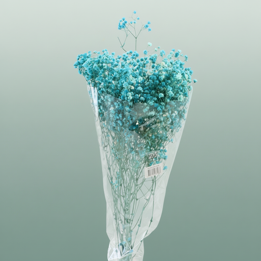 Pres Gypsophila Blue
