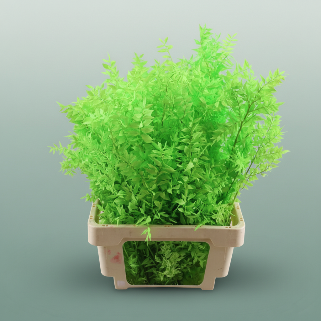 Pres Ruscus Applegreen