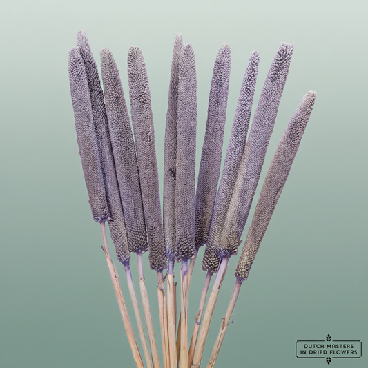 Dried Babala Frosted Milka