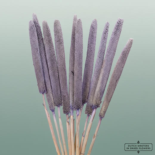 Dried Babala Frosted Milka
