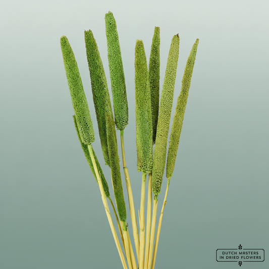 Dried Babala Light Green