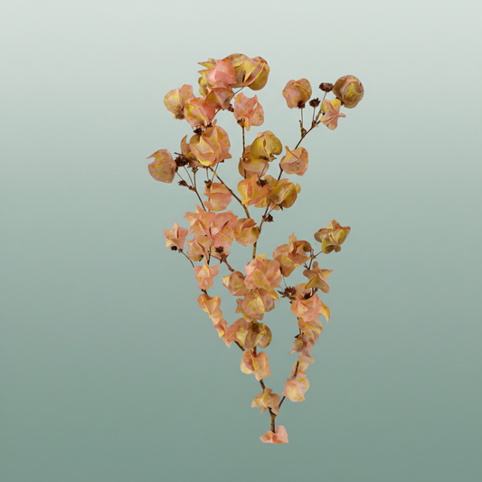 Dried Artz Bougainvillea Gaugain