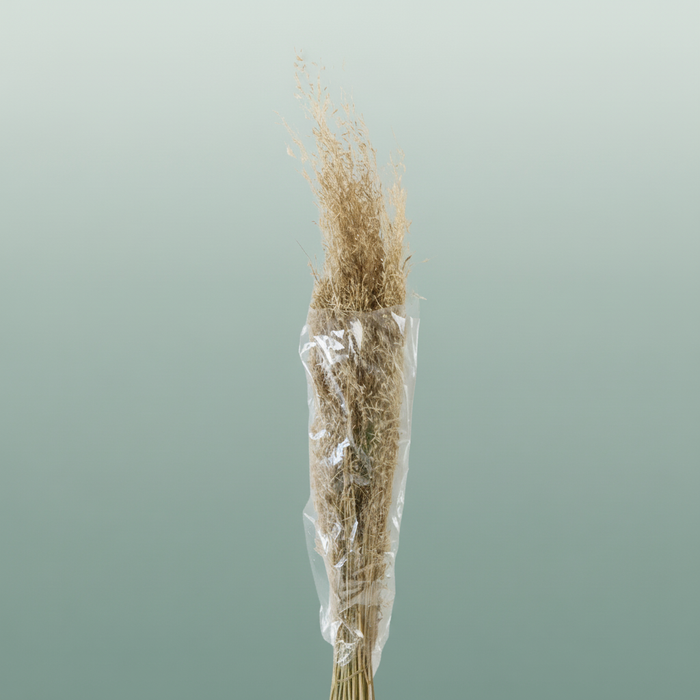 Dried Munni Grass Natural