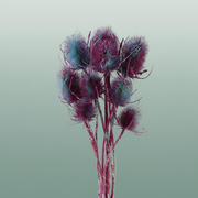 Dried Artz Cardistella Rubens