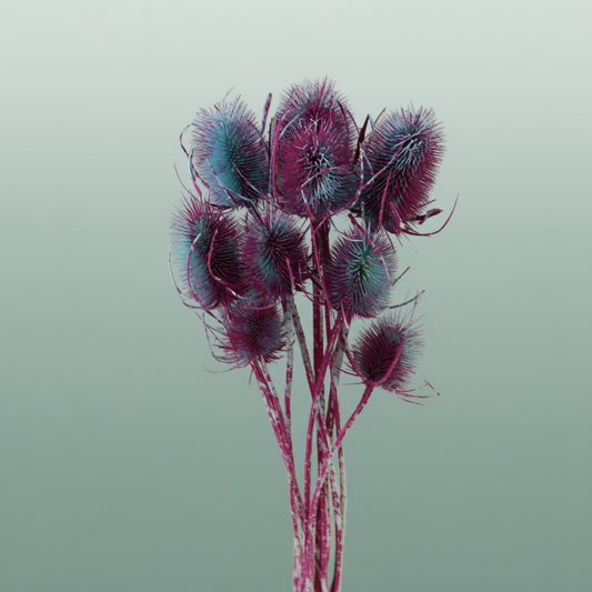 Dried Artz Cardistella Rubens