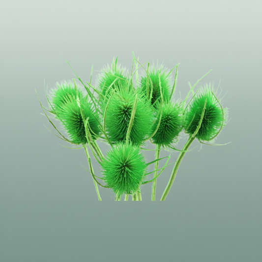 Dried Cardi Light Green