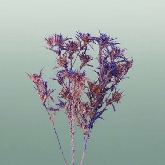 Dried Artz Cardi Da Vinci