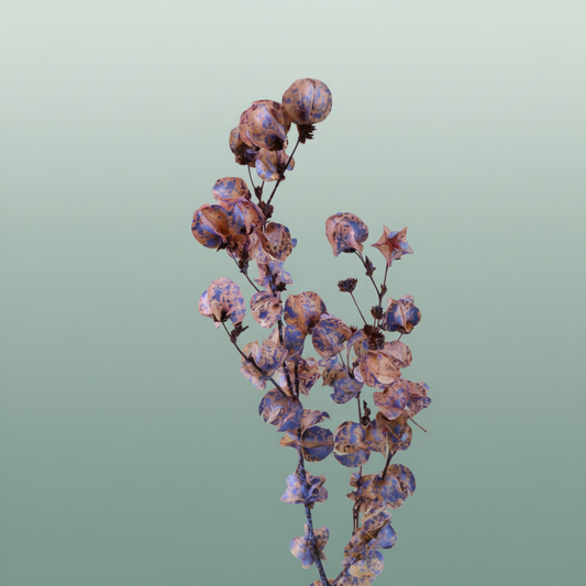 Dried Artz Bougainvillea Da Vinci