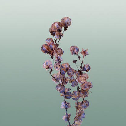 Dried Artz Bougainvillea Da Vinci