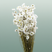 Dried Acroclinium Nat White