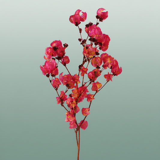 Dried Artz Bougainvillea Dali