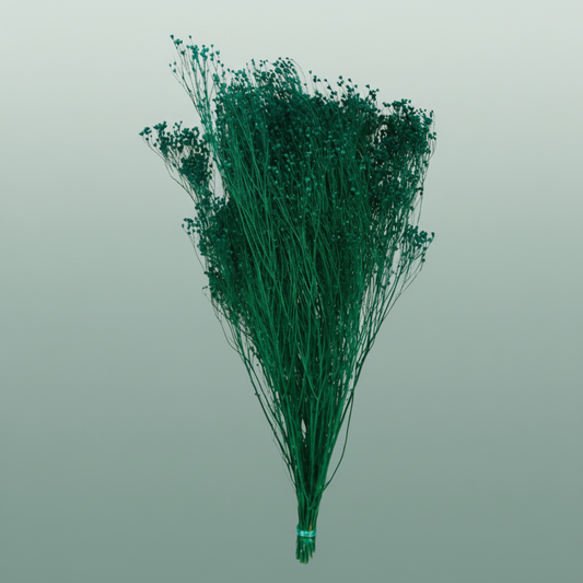 Dried Broom Bloom Dark Green