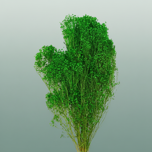 Dried Broom Bloom Green