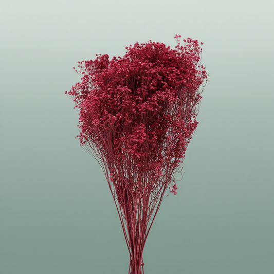 Dried Broom Cerise