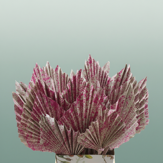 Dried Artz Palm Spear Xl Rafael P S