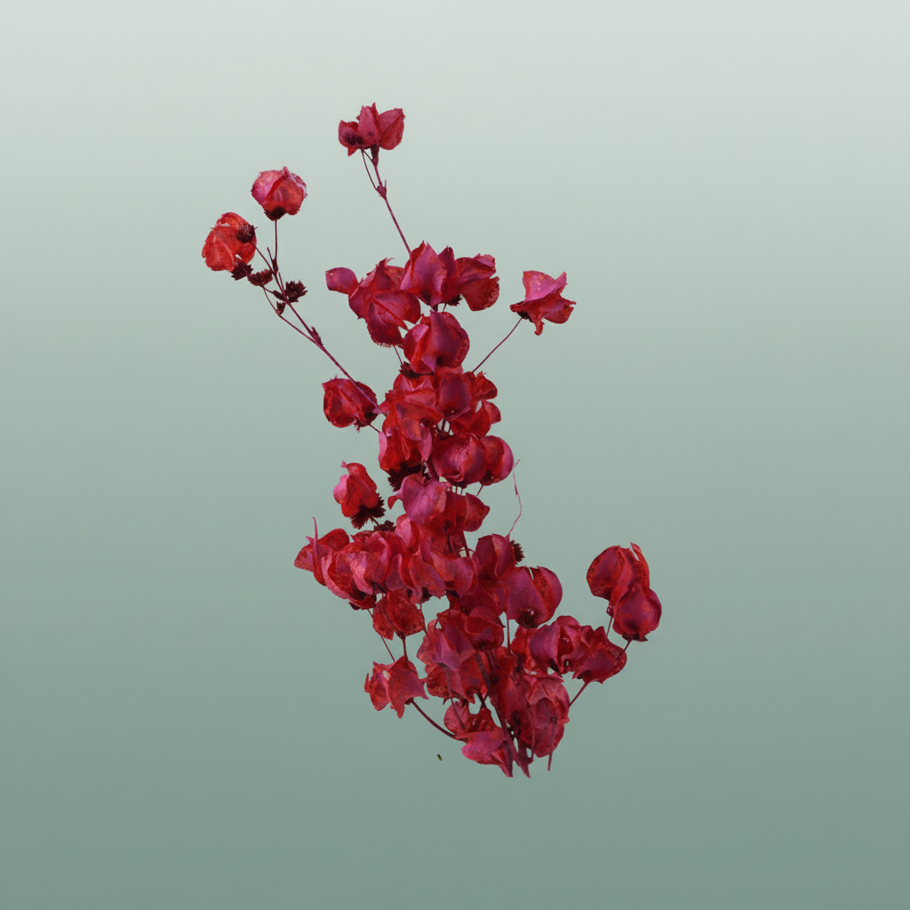 Dried Artz Bougainvillea Monet