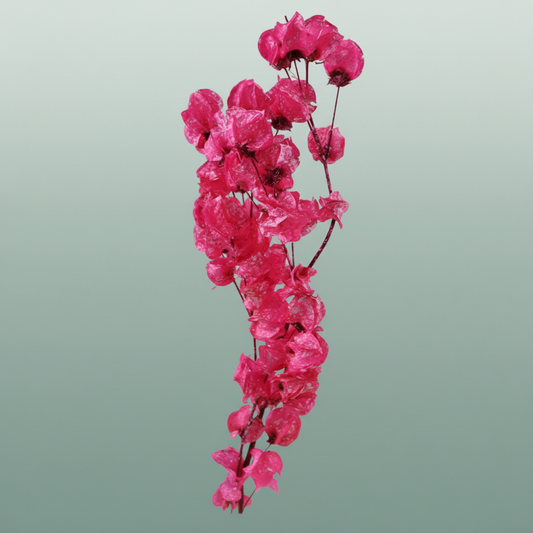 Dried Artz Bougainvillea Rembrandt