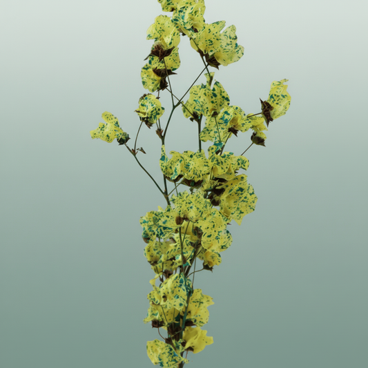 Dried Artz Bougainvillea Van Gogh