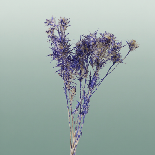 Dried Artz Cardi Matisse