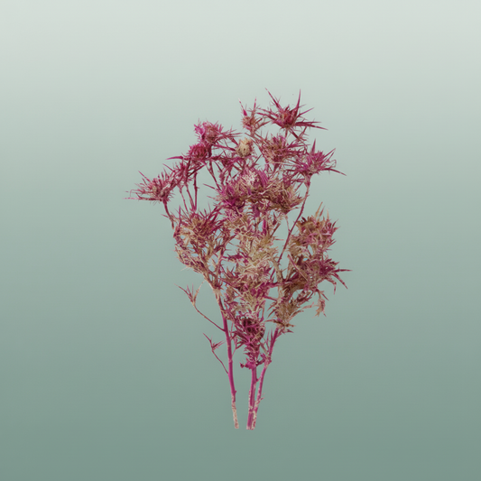 Dried Artz Cardi Rafael