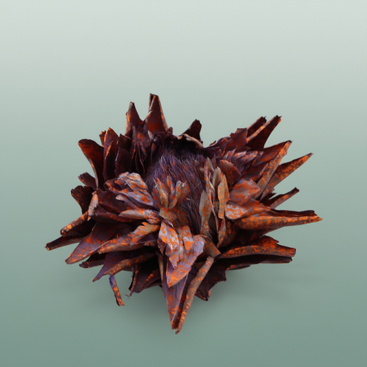 Dried Artz Cynara Heads Mondriaan